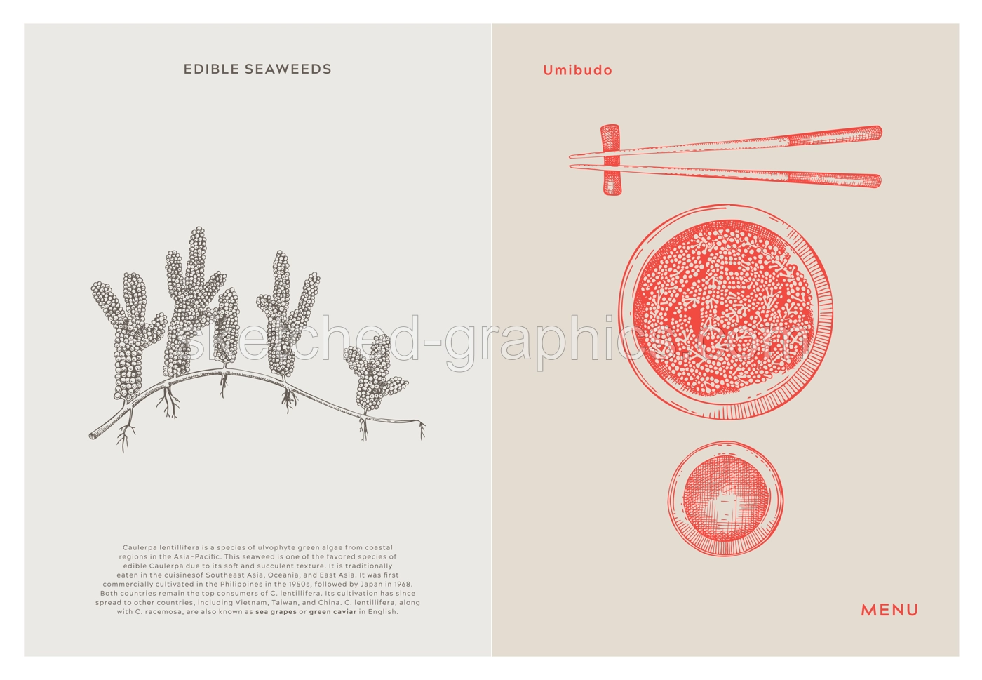 Asian food background. Umibudo, sea grapes, edible seaweeds, sea vegetable, kelp, healthy food sketches. Hand drawn seafood restaurant menu design template. Engraved vector illustrations Illustration
